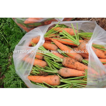 carrot dried/ fresh carrot crop 2017